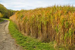 biorenewable resource switchgrass