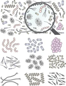 aerobic composting microbes