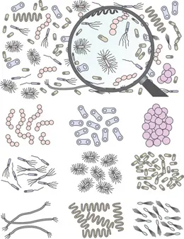 anaerobic bacterial microbes