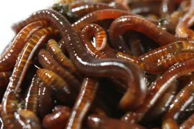 vermicomposting tiger worms