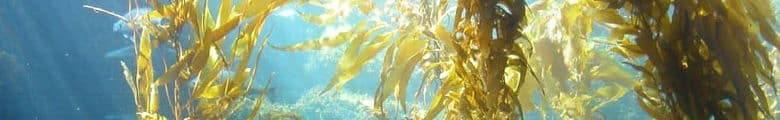 seaweed biomass energy